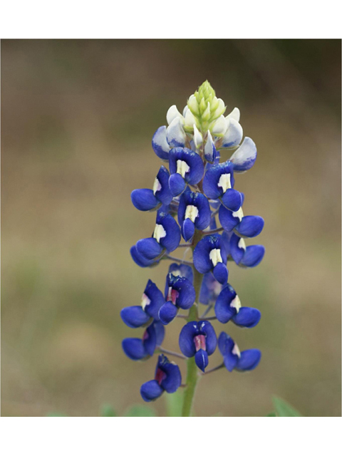 Lupinus texensis (Texas bluebonnet) #41552