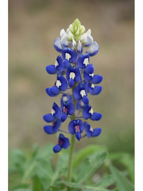 Lupinus texensis (Texas bluebonnet) #41553