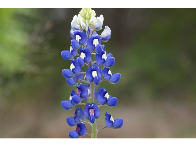Lupinus texensis (Texas bluebonnet) #41557
