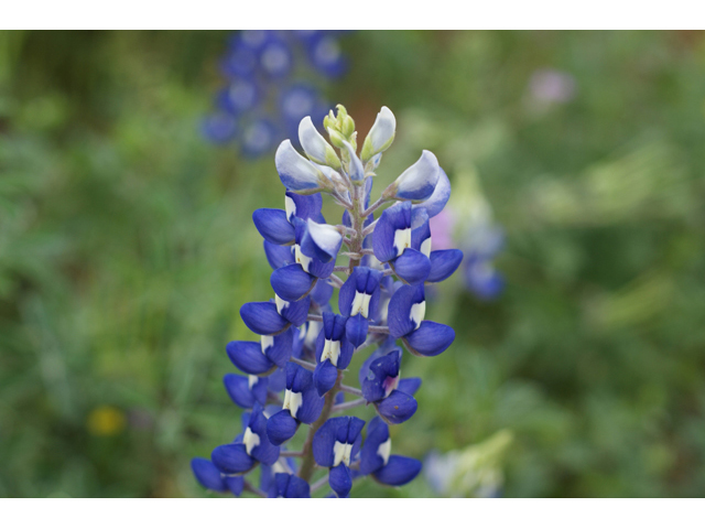 Lupinus texensis (Texas bluebonnet) #41559