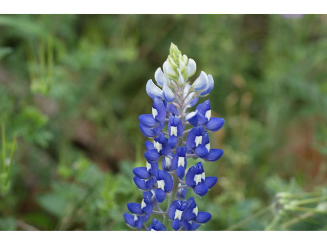 Lupinus texensis (Texas bluebonnet) #41560