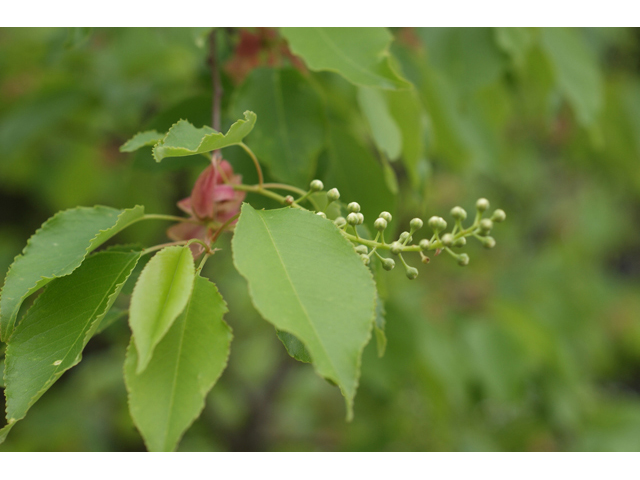 Prunus serotina (Black cherry) #41567
