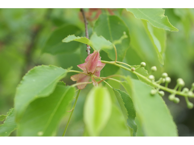 Prunus serotina (Black cherry) #41568