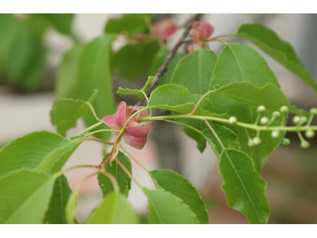 Prunus serotina (Black cherry) #41574