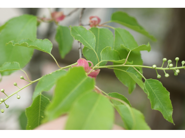 Prunus serotina (Black cherry) #41575