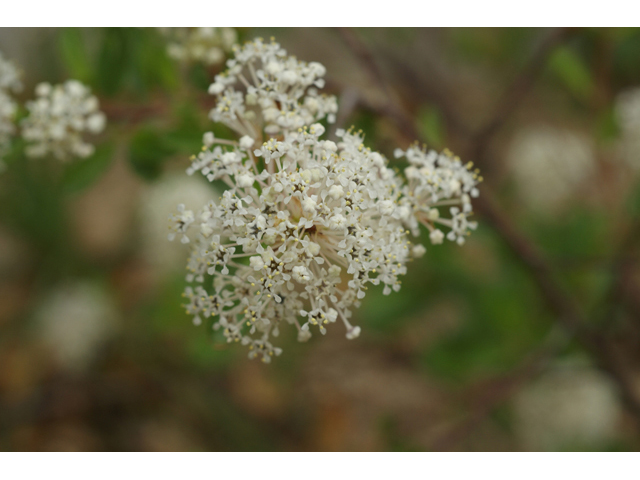 Ceanothus herbaceus (Prairie redroot) #41602