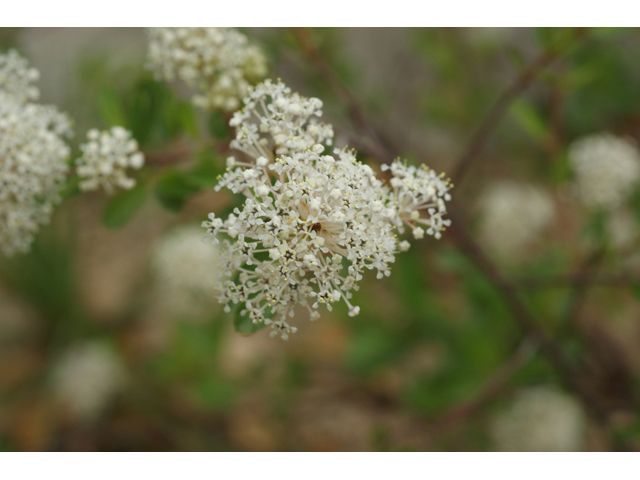 Ceanothus herbaceus (Prairie redroot) #41603