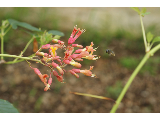 Aesculus pavia (Red buckeye) #41620