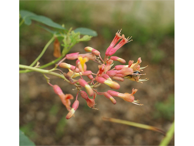 Aesculus pavia (Red buckeye) #41621