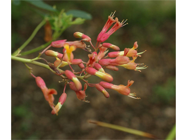 Aesculus pavia (Red buckeye) #41622
