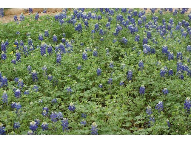 Lupinus texensis (Texas bluebonnet) #41635
