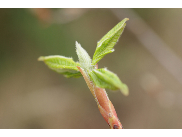 Acer grandidentatum (Bigtooth maple) #41641