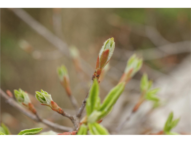 Acer grandidentatum (Bigtooth maple) #41642