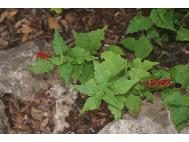 Rivina humilis (Pigeonberry) #55021