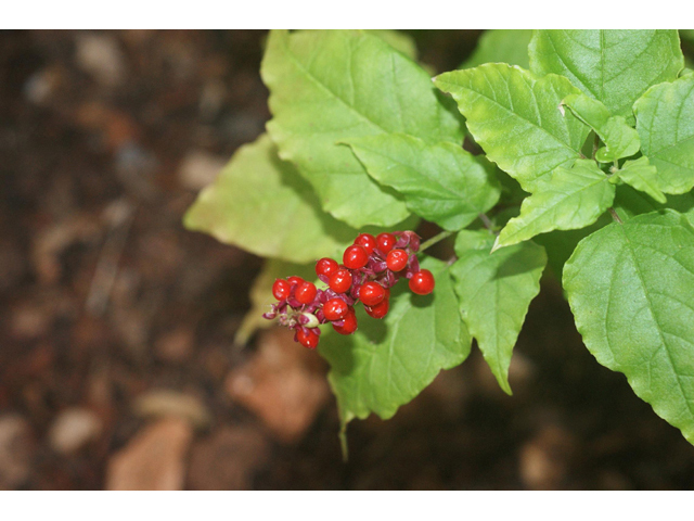 Rivina humilis (Pigeonberry) #55023