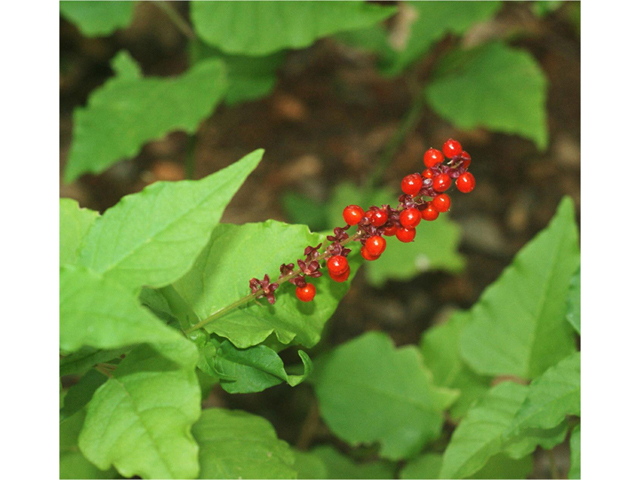 Rivina humilis (Pigeonberry) #55025