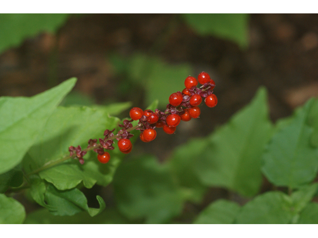 Rivina humilis (Pigeonberry) #55027