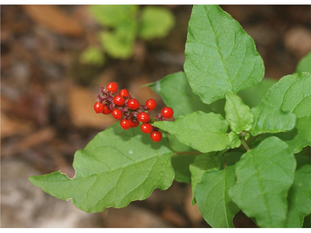 Rivina humilis (Pigeonberry) #55028