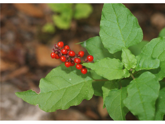 Rivina humilis (Pigeonberry) #55029