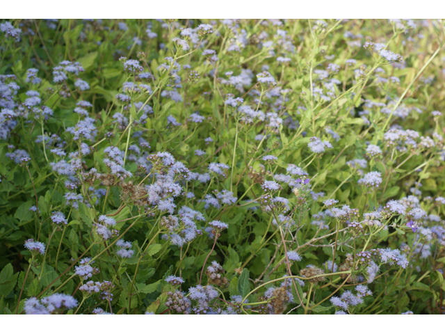 Conoclinium betonicifolium (Betonyleaf thoroughwort) #55055