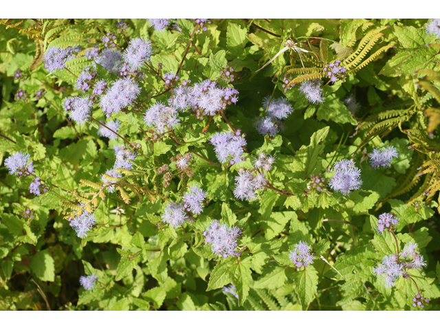 Chromolaena odorata (Blue mistflower) #55066