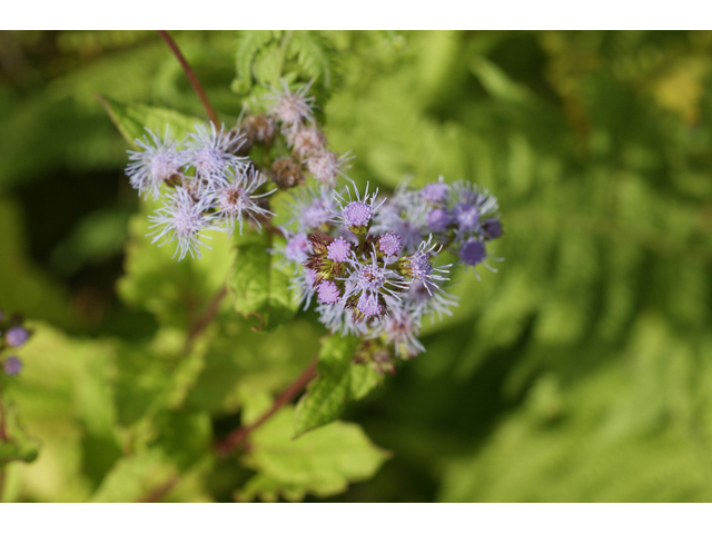 Chromolaena odorata (Blue mistflower) #55068