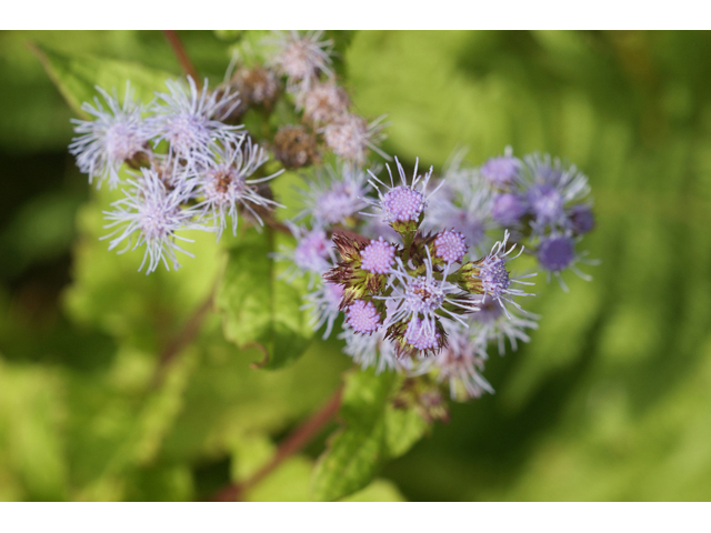 Chromolaena odorata (Blue mistflower) #55069