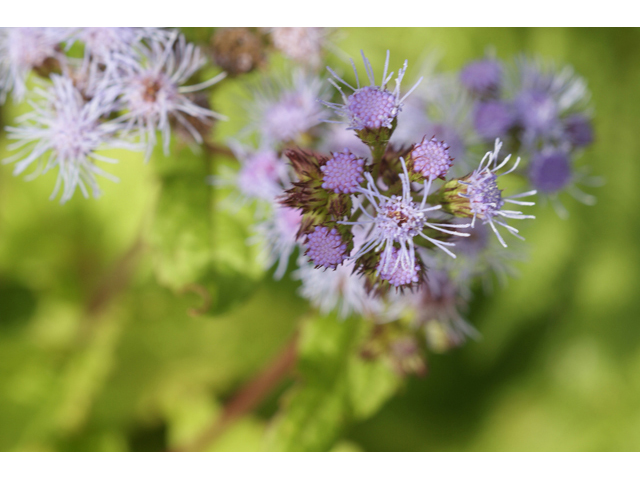 Chromolaena odorata (Blue mistflower) #55070
