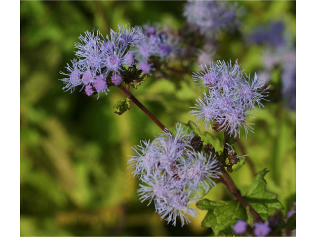 Chromolaena odorata (Blue mistflower) #55072