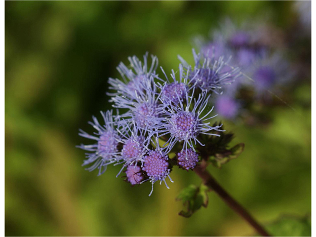 Chromolaena odorata (Blue mistflower) #55073