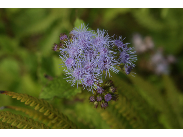 Chromolaena odorata (Blue mistflower) #55075