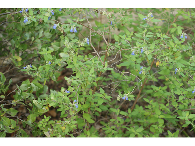 Salvia ballotiflora (Shrubby blue sage) #55084
