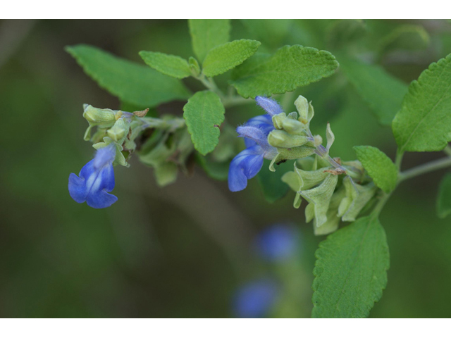 Salvia ballotiflora (Shrubby blue sage) #55085