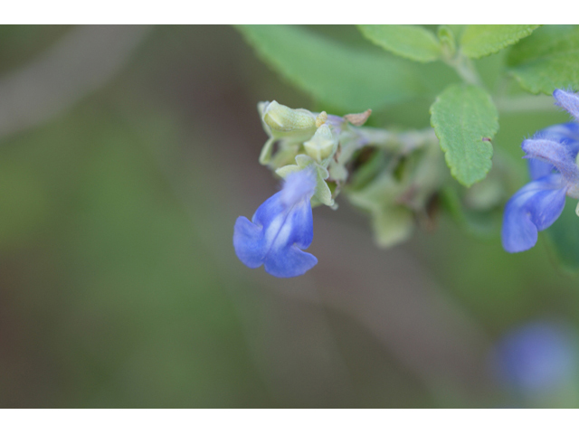 Salvia ballotiflora (Shrubby blue sage) #55086