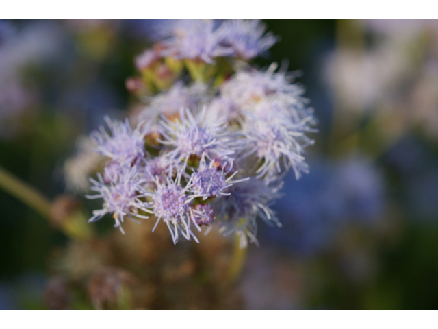 Conoclinium betonicifolium (Betonyleaf thoroughwort) #55120