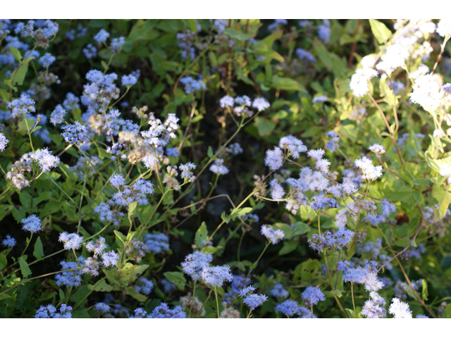 Conoclinium betonicifolium (Betonyleaf thoroughwort) #55123