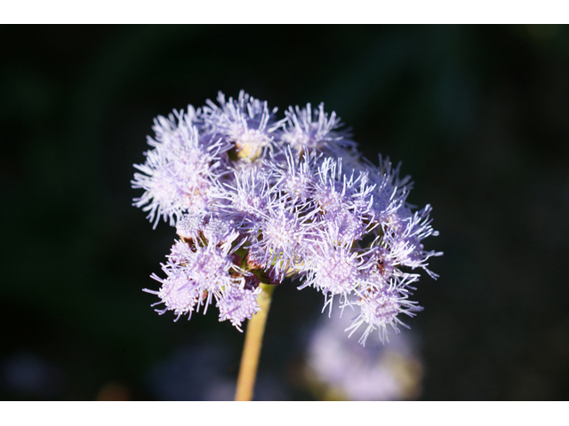 Conoclinium betonicifolium (Betonyleaf thoroughwort) #55124