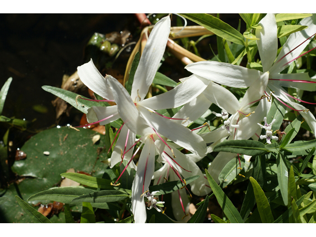 Crinum americanum (American crinum lily) #55142