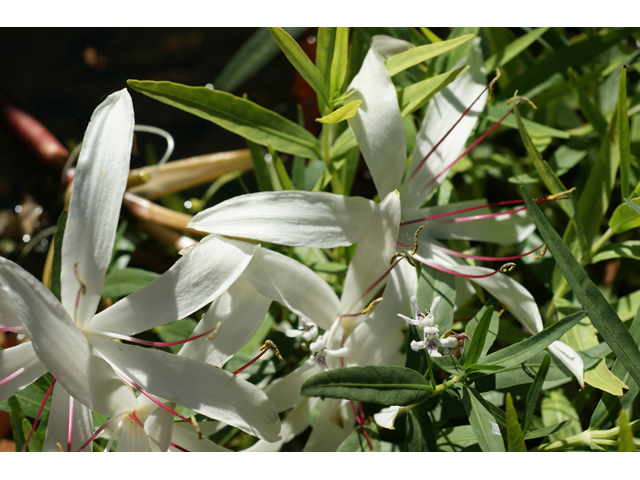 Crinum americanum (American crinum lily) #55145