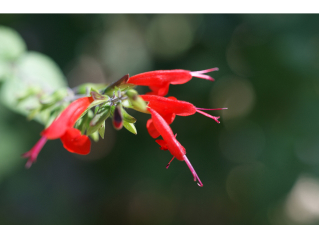 Salvia coccinea (Scarlet sage) #55164