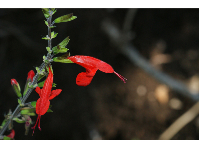 Salvia coccinea (Scarlet sage) #55166