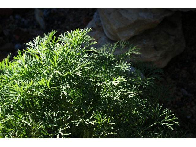 Eschscholzia californica (California poppy) #55176