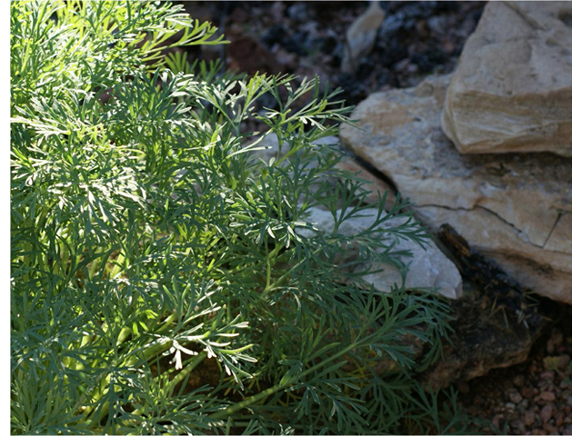 Eschscholzia californica (California poppy) #55182