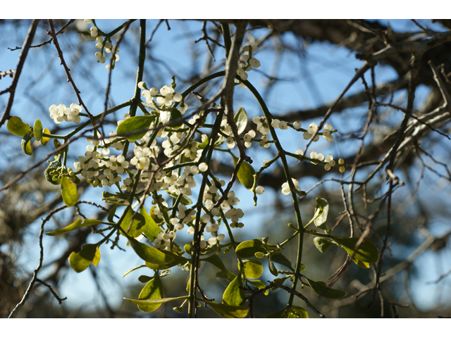 Phoradendron tomentosum (Christmas mistletoe) #55216
