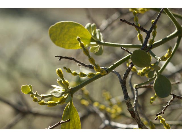 Phoradendron tomentosum (Christmas mistletoe) #55218