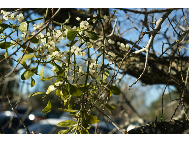 Phoradendron tomentosum (Christmas mistletoe) #55224