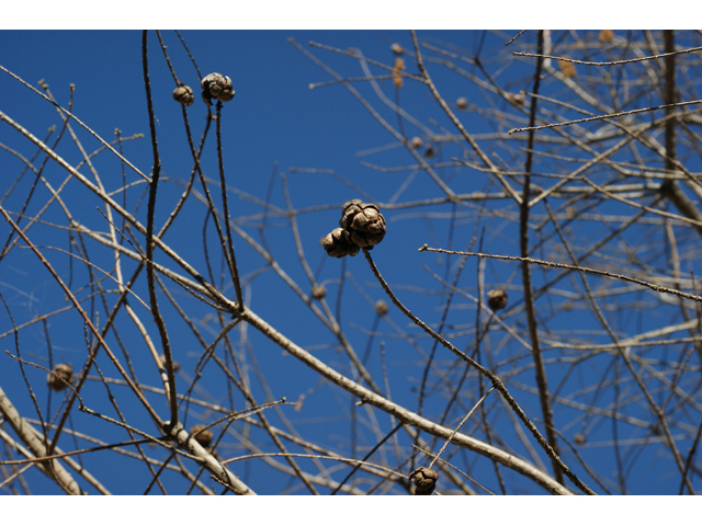 Taxodium distichum (Bald cypress) #55245