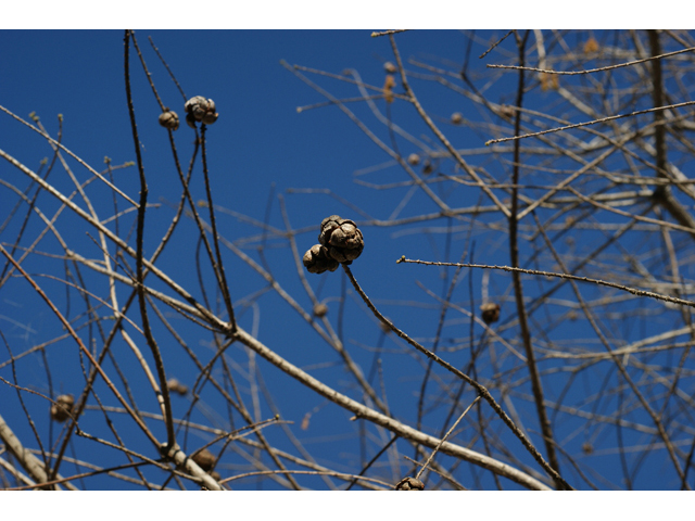 Taxodium distichum (Bald cypress) #55246