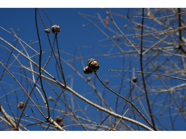 Taxodium distichum (Bald cypress) #55247