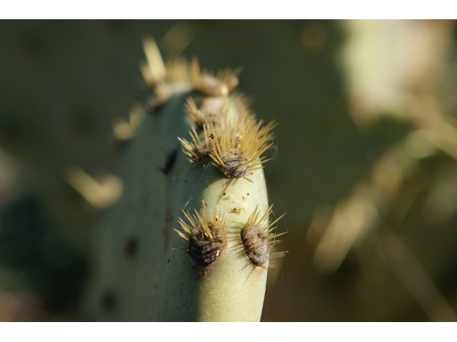 Opuntia engelmannii var. lindheimeri (Texas prickly pear) #55257